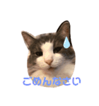 ちーゃの猫たち（個別スタンプ：8）