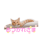ちーゃの猫たち（個別スタンプ：9）