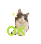 ちーゃの猫たち（個別スタンプ：10）