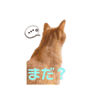 ちーゃの猫たち（個別スタンプ：11）