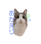 ちーゃの猫たち（個別スタンプ：12）