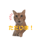 ちーゃの猫たち（個別スタンプ：13）
