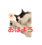 ちーゃの猫たち（個別スタンプ：14）