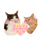 ちーゃの猫たち（個別スタンプ：15）