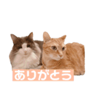 ちーゃの猫たち（個別スタンプ：16）