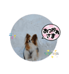 ぱぴぱぴパピヨン58（個別スタンプ：3）