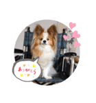ぱぴぱぴパピヨン58（個別スタンプ：6）