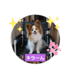 ぱぴぱぴパピヨン58（個別スタンプ：10）
