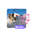 ぱぴぱぴパピヨン58（個別スタンプ：11）