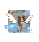 ぱぴぱぴパピヨン58（個別スタンプ：18）