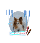 ぱぴぱぴパピヨン58（個別スタンプ：21）