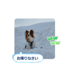 ぱぴぱぴパピヨン58（個別スタンプ：22）
