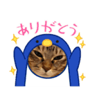 真顔ねこスタンプ❀（個別スタンプ：16）