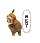 COMUGI.YOMOGI.OHAGI（個別スタンプ：16）