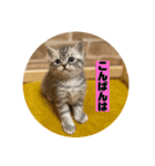 こねこ三兄妹（個別スタンプ：3）