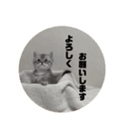 こねこ三兄妹（個別スタンプ：15）