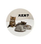 こねこ三兄妹（個別スタンプ：17）