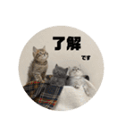 こねこ三兄妹（個別スタンプ：18）