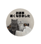 こねこ三兄妹（個別スタンプ：22）