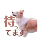 ボーダーコリー の茶々 part2（個別スタンプ：1）