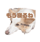 ボーダーコリー の茶々 part2（個別スタンプ：2）