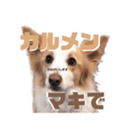 ボーダーコリー の茶々 part2（個別スタンプ：4）