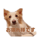 ボーダーコリー の茶々 part2（個別スタンプ：6）