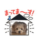 ベルちゃんスタンプ2022.02.（個別スタンプ：3）
