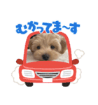 ベルちゃんスタンプ2022.02.（個別スタンプ：11）