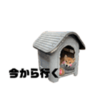 らんちゃこの日常（個別スタンプ：21）