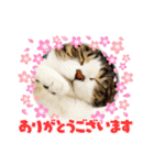 琥珀スタンプ cat sticker（個別スタンプ：2）