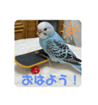 ゆきちゃんスタンプ32（個別スタンプ：11）