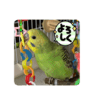 ゆきちゃんスタンプ32（個別スタンプ：17）