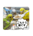 ゆきちゃんスタンプ32（個別スタンプ：19）