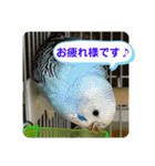 ゆきちゃんスタンプ32（個別スタンプ：21）