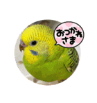ゆきちゃんスタンプ32（個別スタンプ：22）