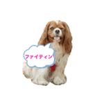 ちゃりにこライフ（個別スタンプ：1）