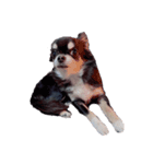 ブラックタンチワワ♡happy dog（個別スタンプ：1）