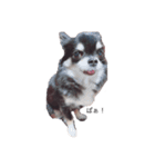 ブラックタンチワワ♡happy dog（個別スタンプ：5）