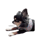 ブラックタンチワワ♡happy dog（個別スタンプ：6）