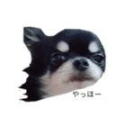 ブラックタンチワワ♡happy dog（個別スタンプ：9）