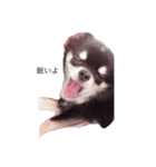 ブラックタンチワワ♡happy dog（個別スタンプ：11）
