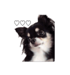 ブラックタンチワワ♡happy dog（個別スタンプ：13）
