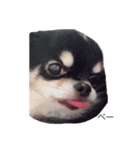 ブラックタンチワワ♡happy dog（個別スタンプ：14）