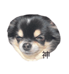 ブラックタンチワワ♡happy dog（個別スタンプ：15）
