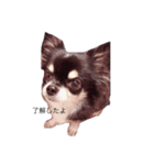 ブラックタンチワワ♡happy dog（個別スタンプ：16）