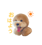 トイプードルのこむぎくんです（個別スタンプ：1）