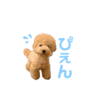 トイプードルのこむぎくんです（個別スタンプ：4）