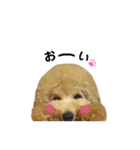 トイプードルのこむぎくんです（個別スタンプ：5）