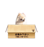 ぽめらにあんのそらちゃん（個別スタンプ：9）